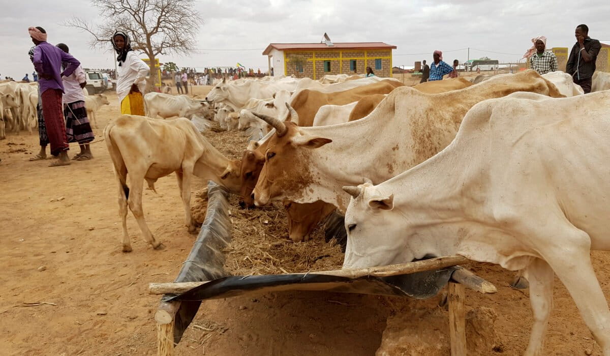 Drought in Ethiopia is disrupting pastoral life